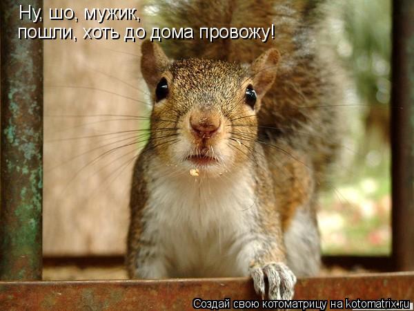 Котоматрица: Ну, шо, мужик, пошли, хоть до дома провожу!