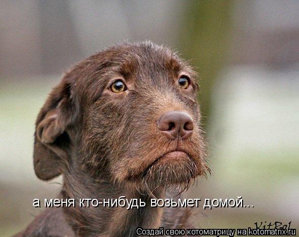 Котоматрица: а меня кто-нибудь возьмет домой...
