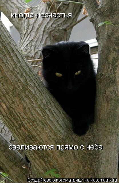 Котоматрица: иногда несчастья сваливаются прямо с неба
