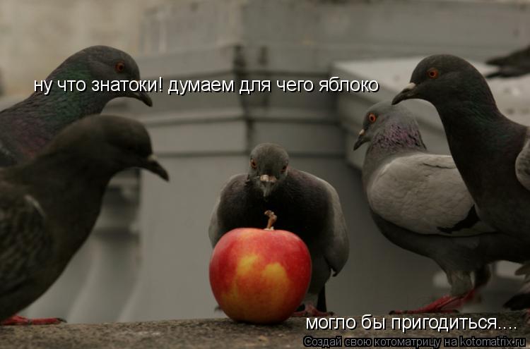 ну что знатоки! думаем для чего яблоко могло бы пригодиться....... Котоматрица: ну что знатоки! думаем для чего яблоко могло бы пригодиться....