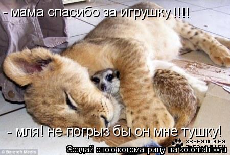 мама спасибо за игрушку !!!! - - мля! не погрыз бы он мне тушку!... Котоматрица: мама спасибо за игрушку !!!! - - мля! не погрыз бы он мне тушку!