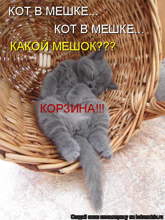КОТ В МЕШКЕ... КОТ В МЕШКЕ... КАКОЙ МЕШОК??? КОРЗИНА!!!... Котоматрица: КОТ В МЕШКЕ... КОТ В МЕШКЕ... КАКОЙ МЕШОК??? КОРЗИНА!!!