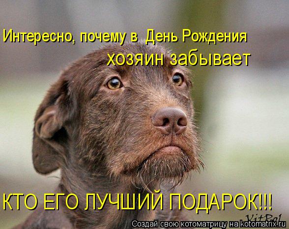 Интересно, почему в День Рождения КТО ЕГО ЛУЧШИЙ ПОДАРОК!!! хозяин забывает... Котоматрица: Интересно, почему в День Рождения КТО ЕГО ЛУЧШИЙ ПОДАРОК!!! хозяин забывает