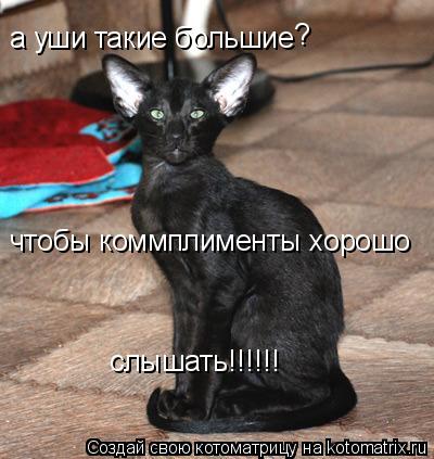 а уши такие большие чтобы коммплименты хорошо слышать!!!!!! ?... Котоматрица: а уши такие большие чтобы коммплименты хорошо слышать!!!!!! ?