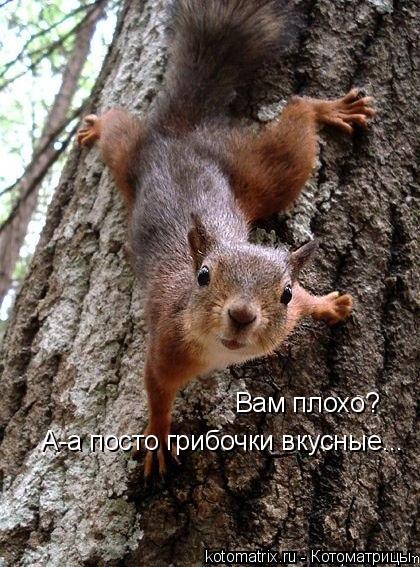 Вам плохо? А-а посто грибочки вкусные...... Котоматрица: Вам плохо? А-а посто грибочки вкусные...