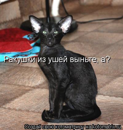 Ракушки из ушей выньте, а?... Котоматрица: Ракушки из ушей выньте, а?