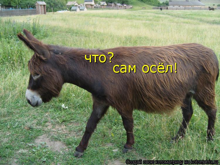 что? сам осёл!... Котоматрица: что? сам осёл!
