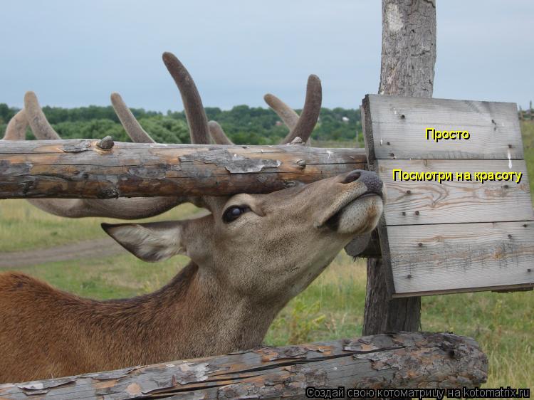Посмотри на красоту Просто... Котоматрица: Посмотри на красоту Просто