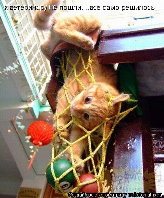 к ветеринару не пошли....все само решилось... Котоматрица: к ветеринару не пошли....все само решилось