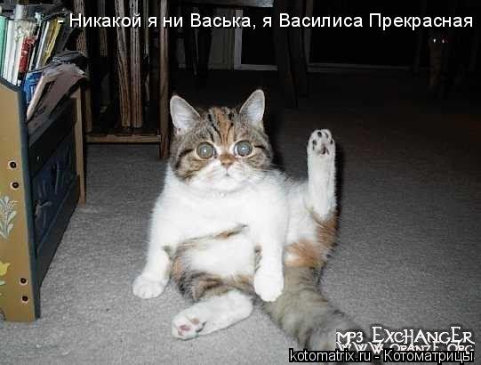 - Никакой я ни Васька, я Василиса Прекрасная... Котоматрица: - Никакой я ни Васька, я Василиса Прекрасная