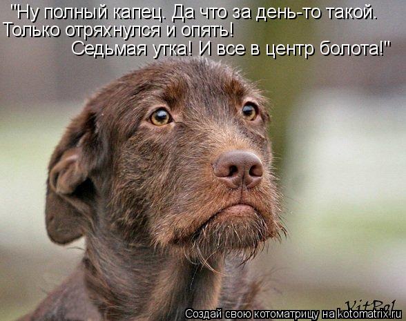 "Ну полный капец. Да что за день-то такой. Только отряхнулся и опять! Седьмая утка! И все в центр бол... Котоматрица: "Ну полный капец. Да что за день-то такой. Только отряхнулся и опять! Седьмая утка! И все в центр болота!"