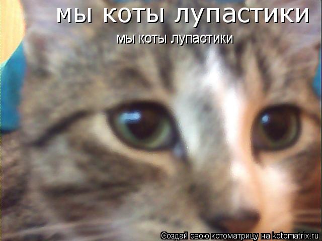 мы коты лупастики мы коты лупастики мы коты лупастики... Котоматрица: мы коты лупастики мы коты лупастики мы коты лупастики