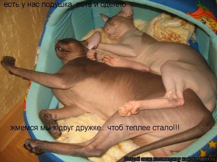 есть у нас подушка..есть и одеяло... жмемся мы к друг дружке...чтоб теплее стало!!!... Котоматрица: есть у нас подушка..есть и одеяло... жмемся мы к друг дружке...чтоб теплее стало!!!