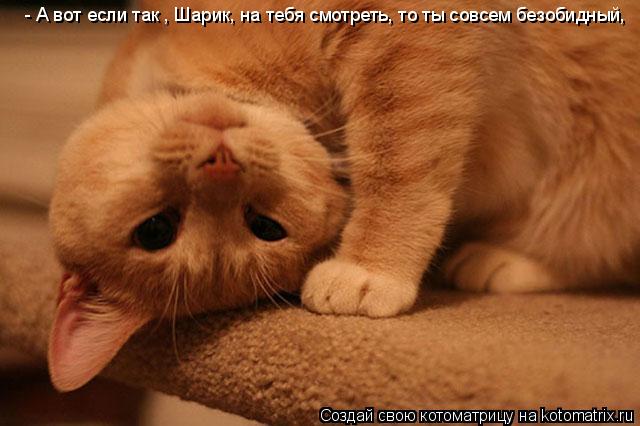 - А вот если так , Шарик, на тебя смотреть, то ты совсем безобидный,... Котоматрица: - А вот если так , Шарик, на тебя смотреть, то ты совсем безобидный,