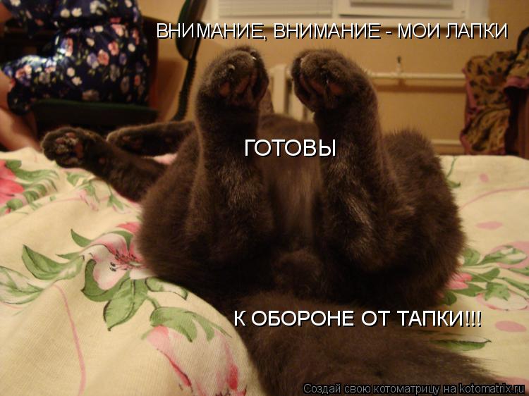 ВНИМАНИЕ, ВНИМАНИЕ - МОИ ЛАПКИ ГОТОВЫ К ОБОРОНЕ ОТ ТАПКИ!!!... Котоматрица: ВНИМАНИЕ, ВНИМАНИЕ - МОИ ЛАПКИ ГОТОВЫ К ОБОРОНЕ ОТ ТАПКИ!!!
