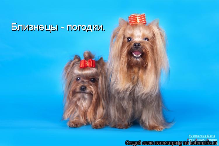 Близнецы - погодки.... Котоматрица: Близнецы - погодки.