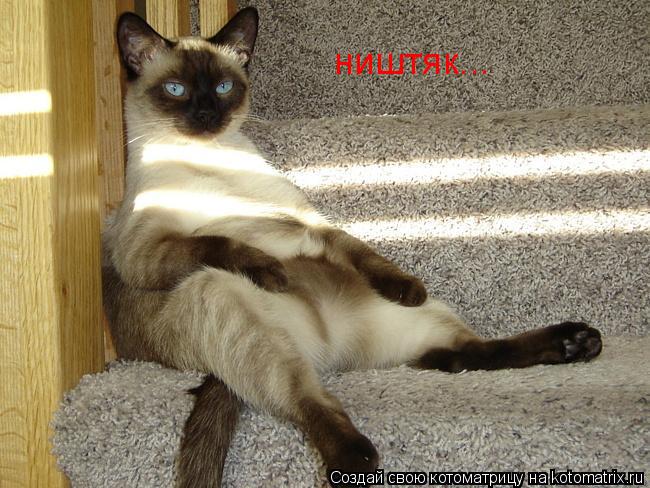 ништяк...... Котоматрица: ништяк...
