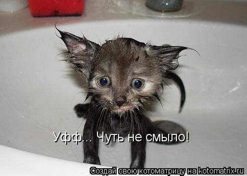 Уфф... Чуть не смыло!... Котоматрица: Уфф... Чуть не смыло!