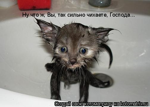 Ну что ж, Вы, так сильно чихаете, Господа...... Котоматрица: Ну что ж, Вы, так сильно чихаете, Господа...