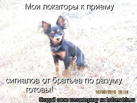 Мои локаторы к приему сигналов от братьев по разуму. готовы!... Котоматрица: Мои локаторы к приему сигналов от братьев по разуму. готовы!