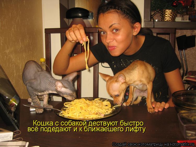 Кошка с собакой дествуют быстро всё подедают и к ближаешего лифту... Котоматрица: Кошка с собакой дествуют быстро всё подедают и к ближаешего лифту