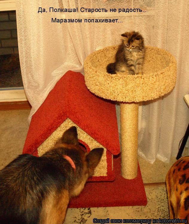 Да, Полкаша! Старость не радость.. Маразмом попахивает...... Котоматрица: Да, Полкаша! Старость не радость.. Маразмом попахивает...
