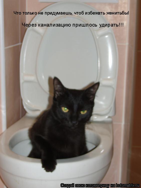 Что только не придумаешь, чтоб избежать женитьбы! Через канализацию пришлось удирать!!!... Котоматрица: Что только не придумаешь, чтоб избежать женитьбы! Через канализацию пришлось удирать!!!