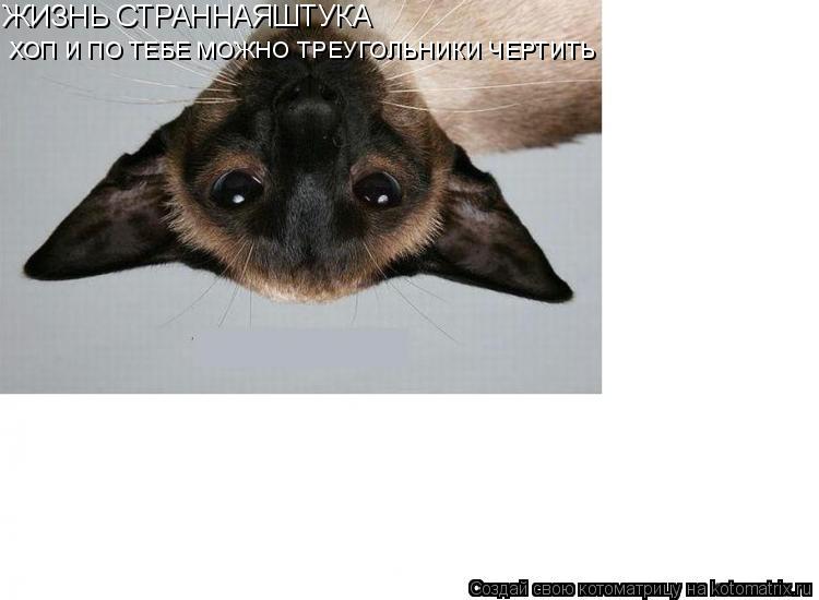 ЖИЗНЬ СТРАННАЯШТУКА ХОП И ПО ТЕБЕ МОЖНО ТРЕУГОЛЬНИКИ ЧЕРТИТЬ... Котоматрица: ЖИЗНЬ СТРАННАЯШТУКА ХОП И ПО ТЕБЕ МОЖНО ТРЕУГОЛЬНИКИ ЧЕРТИТЬ
