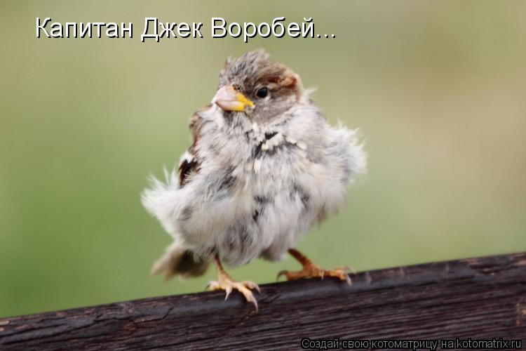 Котоматрица: Капитан Джек Воробей...