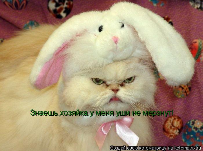 Знаешь,хозяйка,у меня уши не мерзнут!... Котоматрица: Знаешь,хозяйка,у меня уши не мерзнут!