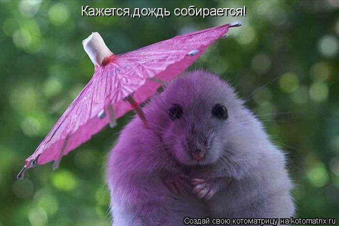 Котоматрица: Кажется,дождь собирается!