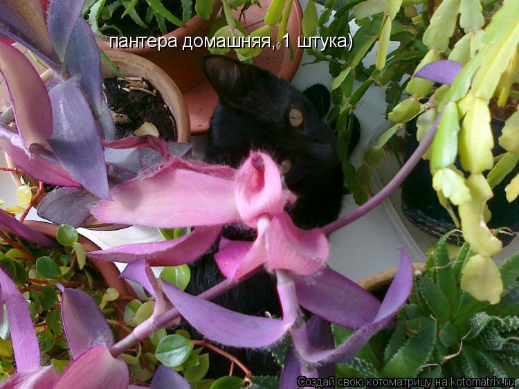 Котоматрица: пантера домашняя, 1 штука)