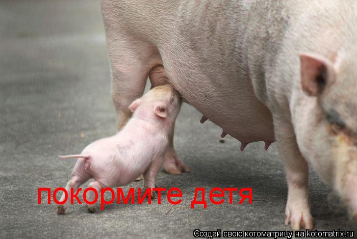 покормите детя... Котоматрица: покормите детя