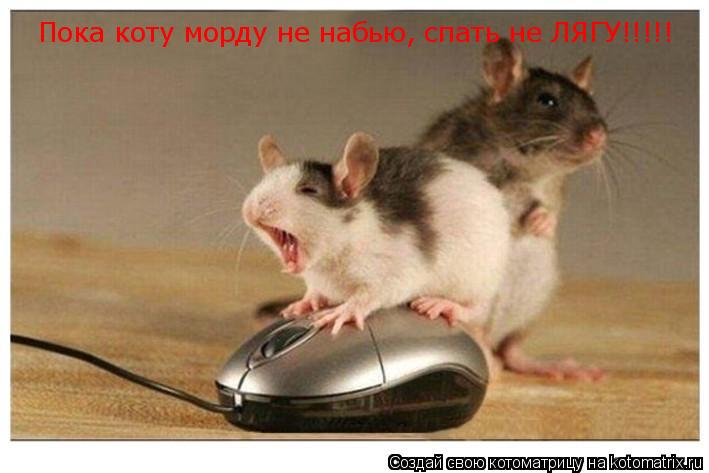 Пока коту морду не набью, спать не ЛЯГУ!!!!!... Котоматрица: Пока коту морду не набью, спать не ЛЯГУ!!!!!