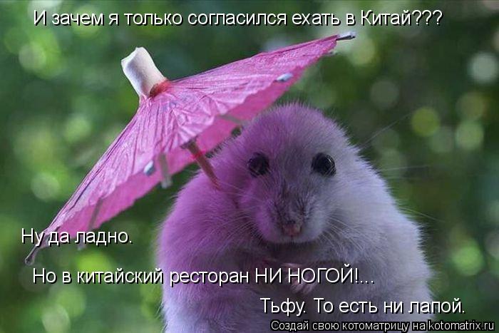 И зачем я только согласился ехать в Китай??? Ну да ладно. Но в китайский ресторан НИ НОГОЙ!... Тьфу. ... Котоматрица: И зачем я только согласился ехать в Китай??? Ну да ладно. Но в китайский ресторан НИ НОГОЙ!... Тьфу. То есть ни лапой.