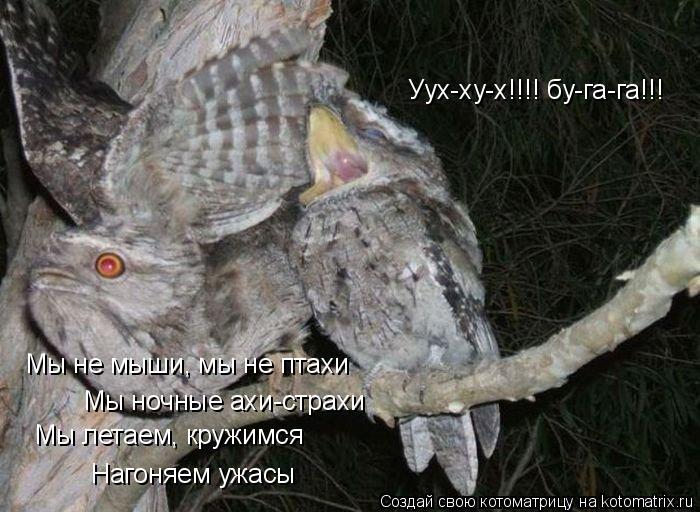 Мы не мыши, мы не птахи Мы ночные ахи-страхи Мы летаем, кружимся Нагоняем ужасы Уух-ху-х!!!! бу-га-га... Котоматрица: Мы не мыши, мы не птахи Мы ночные ахи-страхи Мы летаем, кружимся Нагоняем ужасы Уух-ху-х!!!! бу-га-га!!!
