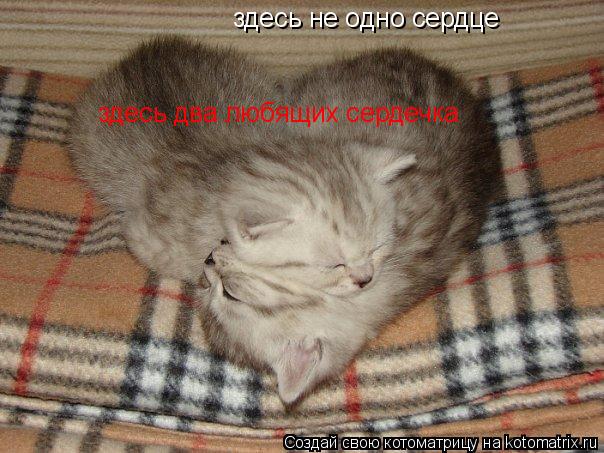 здесь не одно сердце здесь два любящих сердечка... Котоматрица: здесь не одно сердце здесь два любящих сердечка