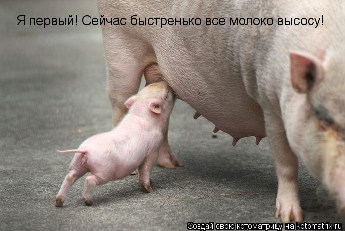 Я первый! Сейчас быстренько все молоко высосу!... Котоматрица: Я первый! Сейчас быстренько все молоко высосу!