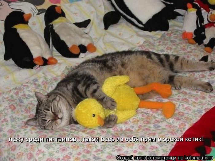 лежу среди пингвинов...такой весь из себя,прям морской котик!... Котоматрица: лежу среди пингвинов...такой весь из себя,прям морской котик!