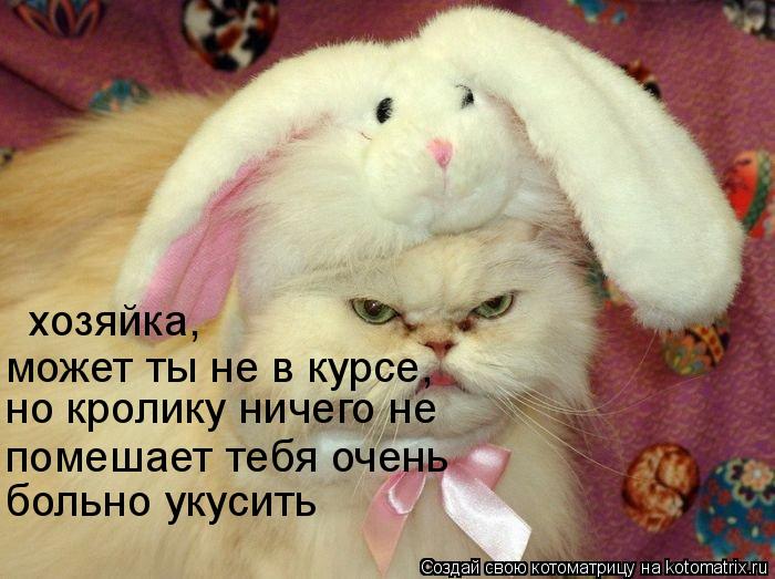 Котоматрица: но кролику ничего не  помешает тебя очень больно укусить хозяйка, может ты не в курсе,