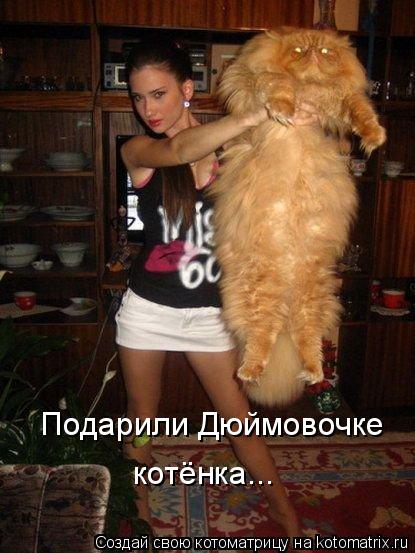 Подарили Дюймовочке котёнка...... Котоматрица: Подарили Дюймовочке котёнка...
