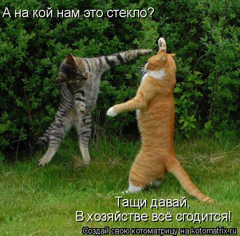 А на кой нам это стекло? Тащи давай, В хозяйстве всё сгодится!... Котоматрица: А на кой нам это стекло? Тащи давай, В хозяйстве всё сгодится!