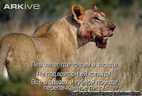 Лев залег где то там в засаде. Не подарит он ей кольцо! Все в слезах и губной помаде, перепачканное л... Котоматрица: Лев залег где то там в засаде. Не подарит он ей кольцо! Все в слезах и губной помаде, перепачканное лицо!