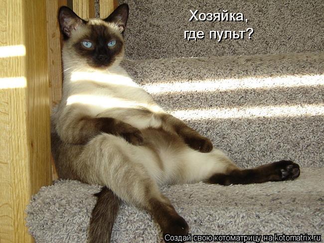 Хозяйка, где пульт?... Котоматрица: Хозяйка, где пульт?