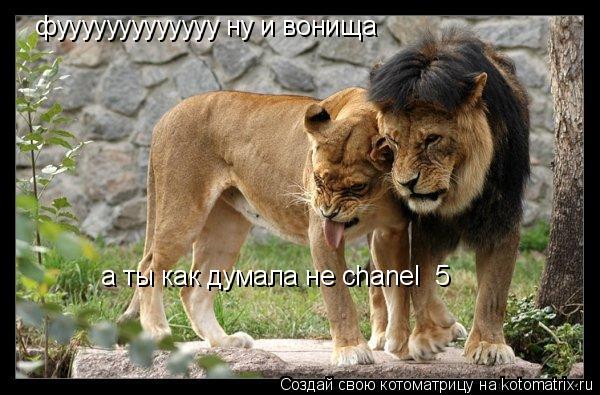 фууууууууууууу ну и вонища а ты как думала не chanel №5... Котоматрица: фууууууууууууу ну и вонища а ты как думала не chanel №5