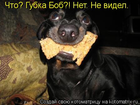 Что? Губка Боб?! Нет. Не видел.... Котоматрица: Что? Губка Боб?! Нет. Не видел.