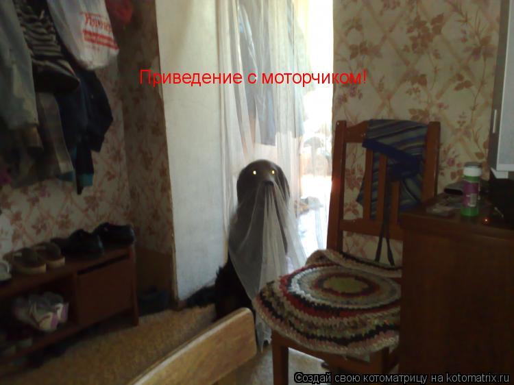 Котоматрица: Приведение с моторчиком!
