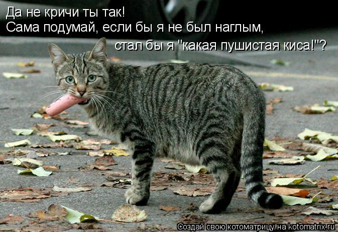 Котоматрица: Да не кричи ты так! Сама подумай, если бы я не был наглым, стал бы я "какая пушистая киса!"?