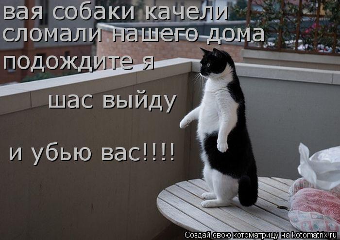 вая собаки качели сломали нашего дома подождите я шас выйду и убью вас!!!!... Котоматрица: вая собаки качели сломали нашего дома подождите я шас выйду и убью вас!!!!