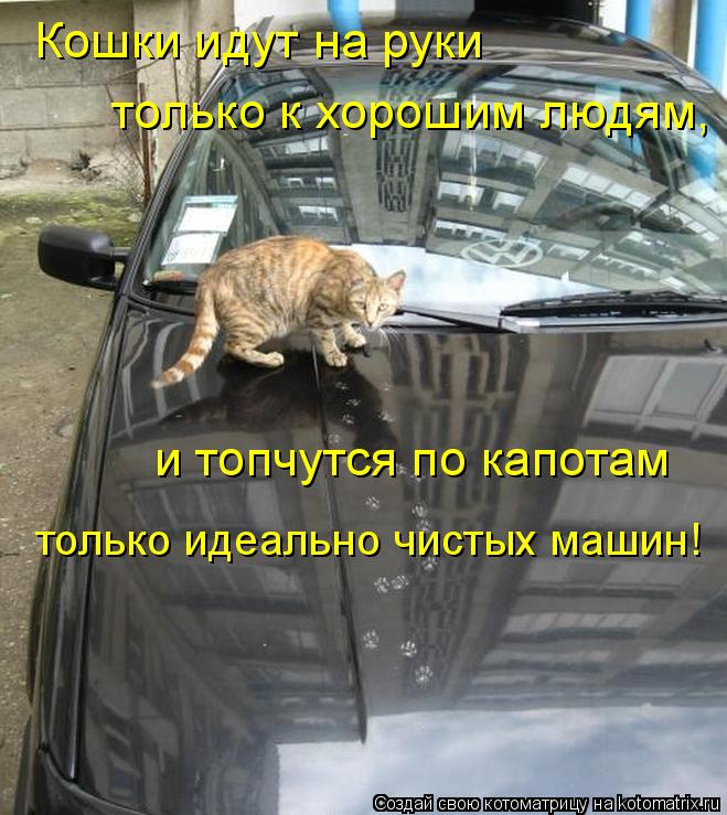 Кошки идут на руки только к хорошим людям, и топчутся по капотам только идеально чистых машин!... Котоматрица: Кошки идут на руки только к хорошим людям, и топчутся по капотам только идеально чистых машин!